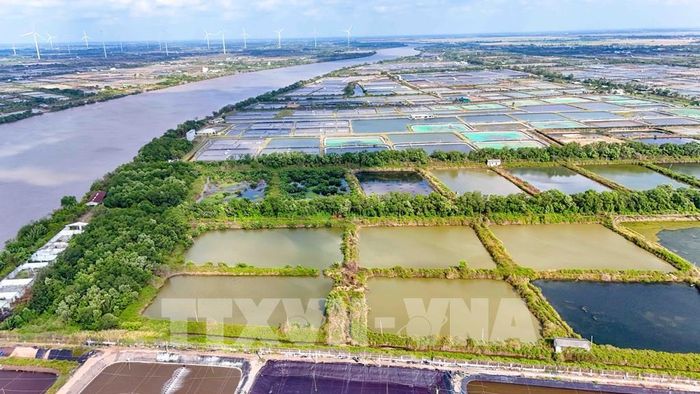 Với diện tích 280 ha, giá trị xuất khẩu tôm mang lại cho Công ty Cổ phần Thủy sản sạch Việt Nam đạt 100 - 120 triệu USD/năm. Ảnh: Thanh Liêm - TTXVN