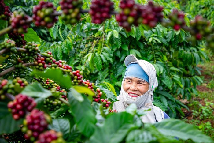 ESG được nhiều chuyên gia đánh giá là "tấm vé" thông hành để gia nhập các thị trường khó tính. Ảnh: Hoàng Anh