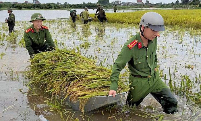  Cán bộ Công an xã đưa lúa lên bờ. 