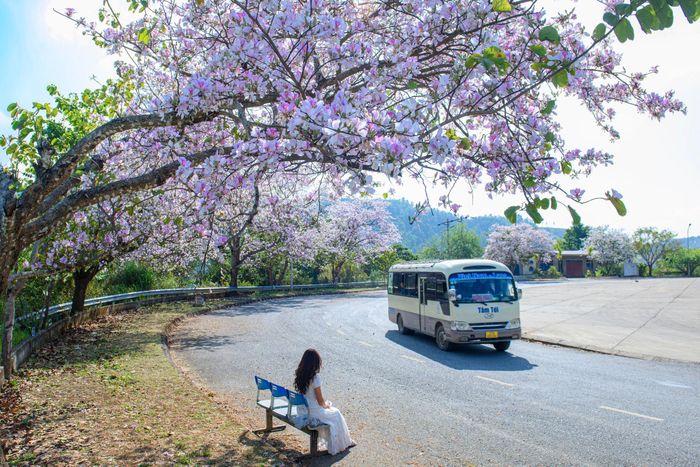 Hoa ban bung nở rực rỡ trên tuyến đường lên Cửa khẩu quốc tế Tây Trang.