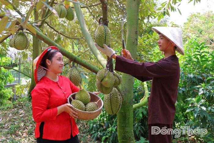 Du khách trải nghiệm thu hoạch sầu riêng tại nhà vườn ở Đồng Tháp, góp phần tạo sức hút cho loại hình du lịch miệt vườn mùa trái chín. Ảnh: MỸ LÝ