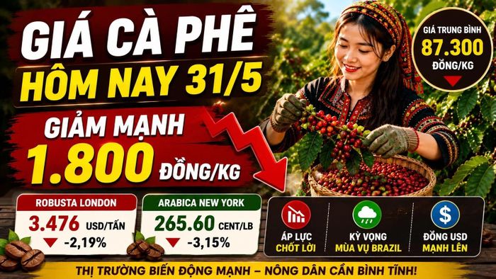 Cập nhật giá cà phê hôm nay 31/5/2026. Hình minh họa