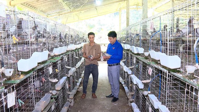 Chăn nuôi là lĩnh vực được nhiều thanh niên lựa chọn.