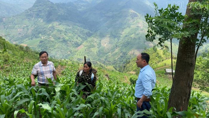 Chị Sùng Thị Dinh đã chủ động đưa giống ngô mới cho năng suất, chất lượng cao vào trồng.