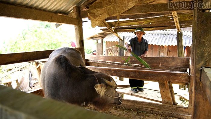  Đồng bào Mông xã Phình Hồ chủ động áp dụng kỹ thuật mới vào chăn nuôi, nâng cao hiệu quả kinh tế. 