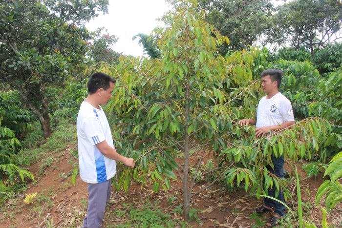 Anh Thào A Sẩu, Bí thư Chi bộ bản Ninh Hòa (bên trái) thăm hỏi, động viên người dân tích cực lao động, sản xuất