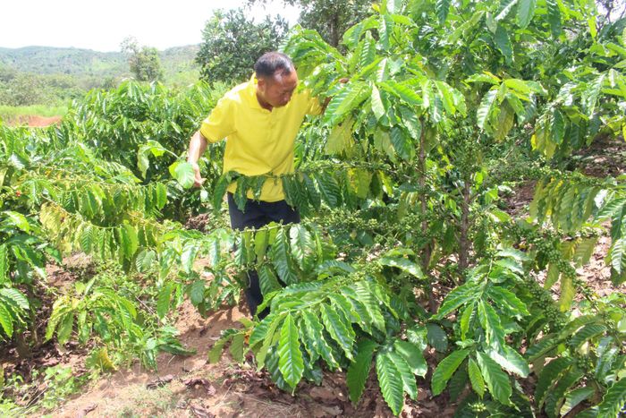 Đảng viên Vàng A Súa, bản Ninh Hòa tích cực lao động, sản xuất, phát triển kinh tế, làm gương cho người dân học tập, làm theo