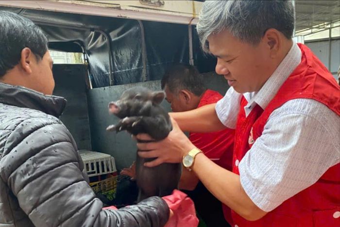 Trao heo đen sinh sản cho các hộ khó khăn