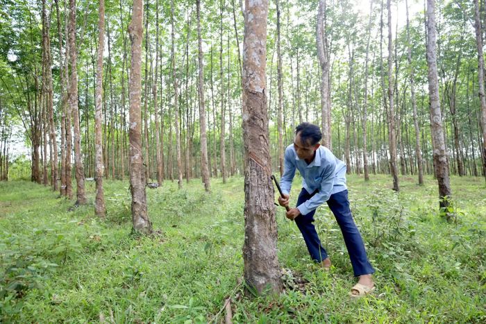 Rừng cao su của ông Hồ Viết Tình, nguyên Bí thư xã Kim Thủy (nay thuộc xã Kim Ngân) mang lại hiệu quả kinh tế cao - Ảnh: V.M