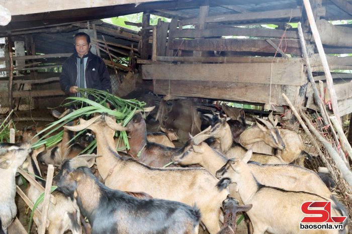 Nhân dân bản Quỳnh Tam, xã CHiềng Sung nuôi dê hàng hóa.