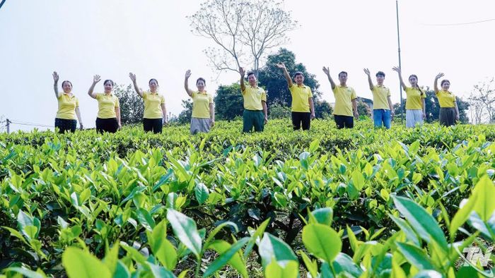 Các thành viên HTX Hương Vân Trà tại vùng chè nguyên liệu.