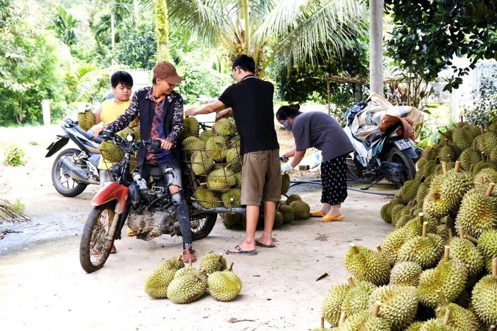 Mùa thu hoạch sầu riêng luôn thu hút đông đảo người lao động, thương nhân trong và ngoài nước tới xã Đạ Huoai.