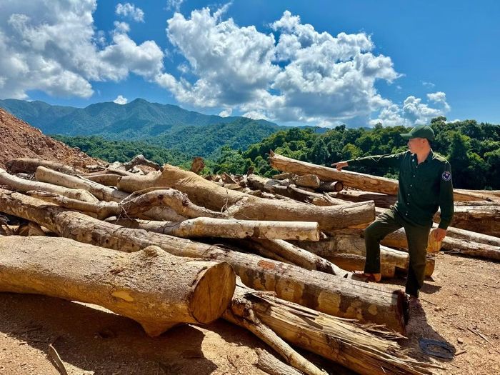 Số gỗ bị khai thác trái phép hiện đang được bảo vệ để phục vụ công tác điều tra.