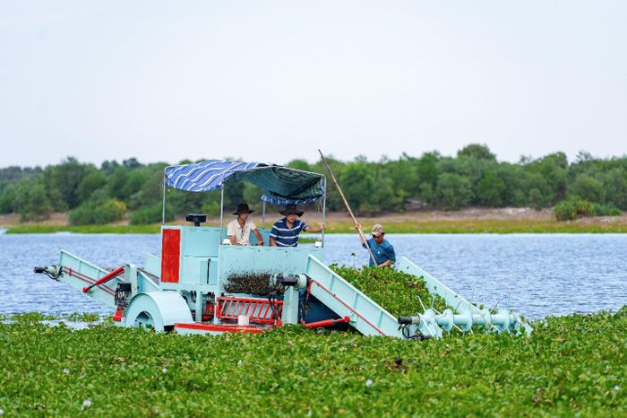 Sau khi cắt và thu gom, bèo lục bình được xử lý, tận dụng làm nguyên liệu ủ gốc và sản xuất phân bón phục vụ nông nghiệp.