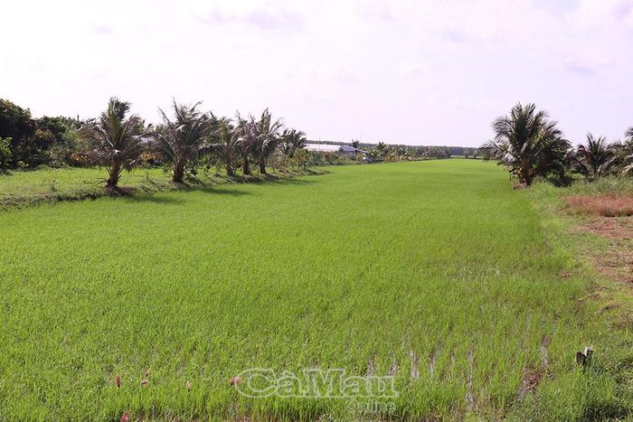 Toàn tỉnh đã xuống giống hơn 5.300 ha lúa hè thu năm 2026. Các trà lúa hiện chủ yếu ở giai đoạn mạ.