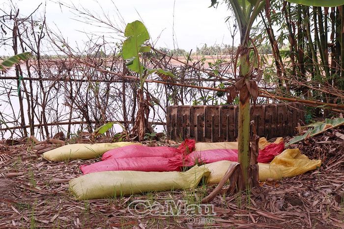 Nông dân ngâm ủ lúa giống cho vụ hè thu.