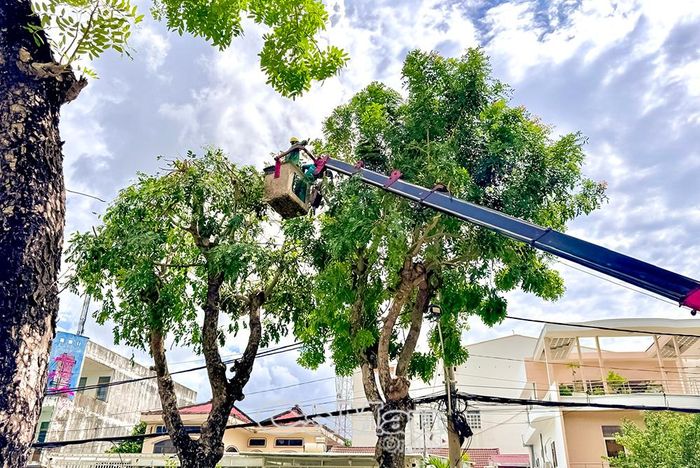 Nhiều tuyến đường có cây cổ thụ, tán rộng được rà soát, xử lý nhằm hạn chế nguy cơ gãy nhánh, ngã đổ khi xảy ra mưa dông.