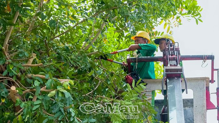Lực lượng công nhân tiến hành cắt bỏ cành khô, cành vượt để giảm tải tán cây, đảm bảo an toàn cho người và phương tiện lưu thông.