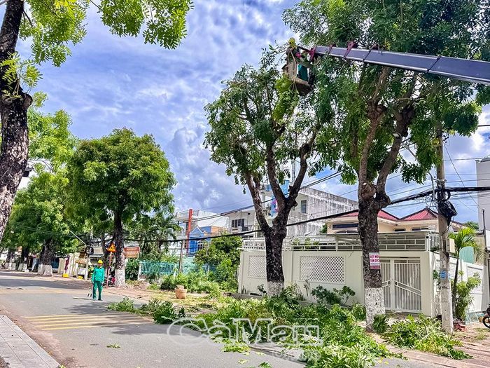 Công tác chỉnh trang, cắt tỉa cây xanh được đẩy mạnh trước mùa mưa bão trên địa bàn phường Bạc Liêu.