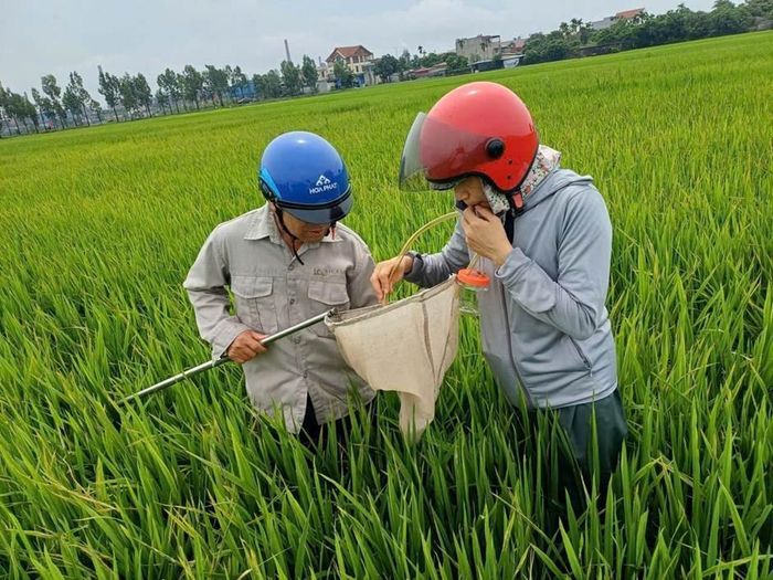 Cán bộ của Trạm Trồng trọt và Bảo vệ thực vật Kim Môn thực hiện điều tra và thu bắt mẫu rầy để giám sát nguồn bệnh.