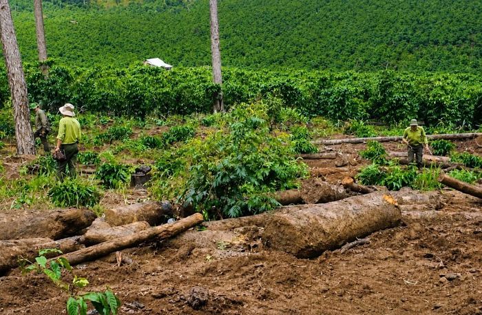 Công ty TNHH An Phú Nông từng bị xử phạt 251 triệu đồng về hành vi chuyển đổi đất rừng trái phép