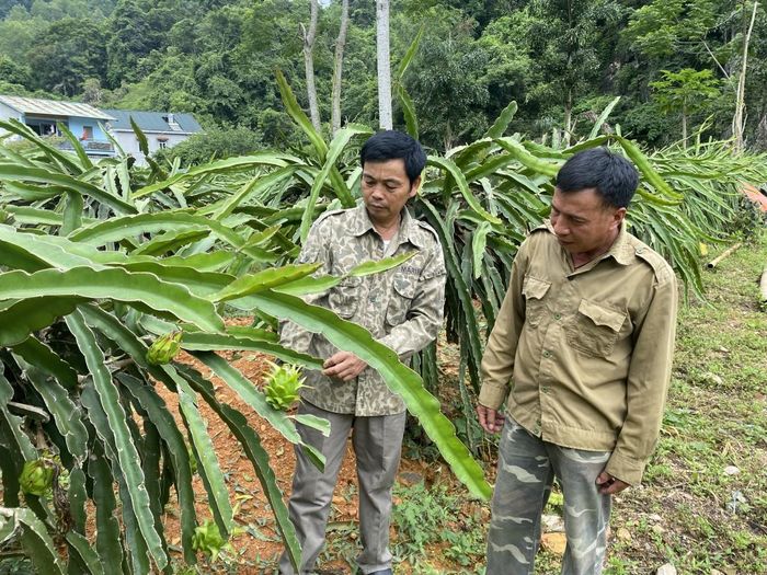  Vườn thanh long của gia đình ông Đinh Văn Cừ, xóm Vũ Ngược cho thu lợi hơn 200 triệu đồng mỗi năm. Ảnh Quốc Sơn. 