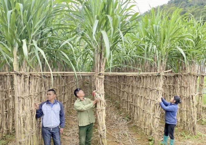  Mía vàng Nguyên Bình, đặc sản của địa phương đang phát huy hiệu quả kinh tế rõ nét, cho giá trị sản xuất đạt từ 130 – 150 triệu đồng/ha/năm là một trong những cây trồng mang lại thu nhập khá cho người dân. Ảnh Quốc Sơn 
