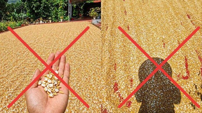 Ảnh phơi thóc nổ thành bỏng là ảnh giả nhằm câu like, kiếm tương tác.