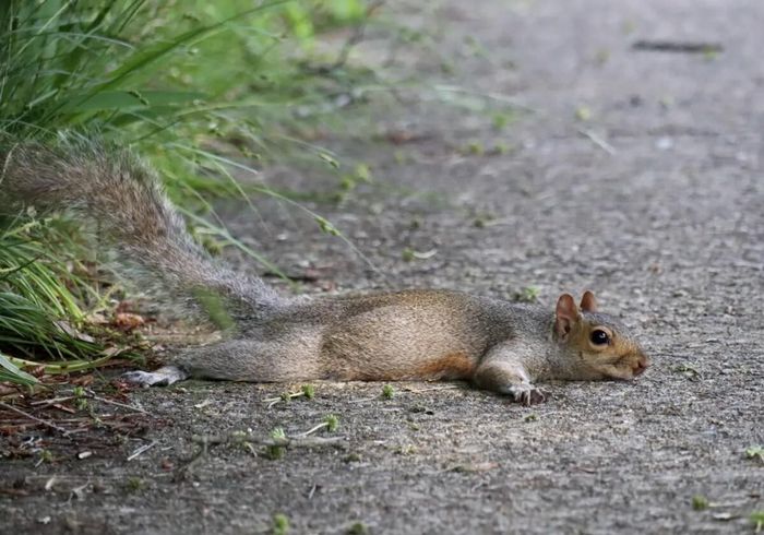 Rất dễ thương và cực kỳ hiệu quả. (Nguồn: Shutterstock)