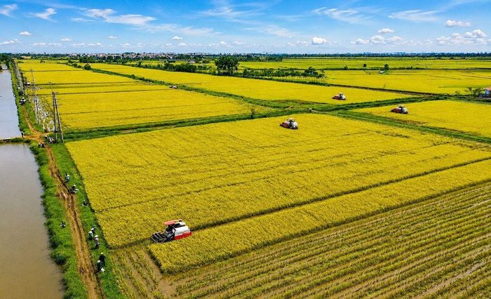 Cánh đồng lúa vàng óng ả vào mùa gặt tại xã Tiến Thắng.