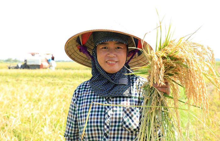 Chị Nguyễn Thị Toán (xã Thư Lâm) phấn khởi bởi ruộng lúa nếp của gia đình được mùa.