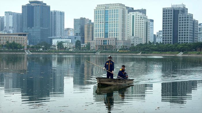 Dưới lòng hồ, các công nhân phải chèo thuyền ra giữa hồ, dùng vợt lưới cán dài vớt từng xác cá trôi dập dềnh để đưa vào bờ. Ảnh: Vân Nhi