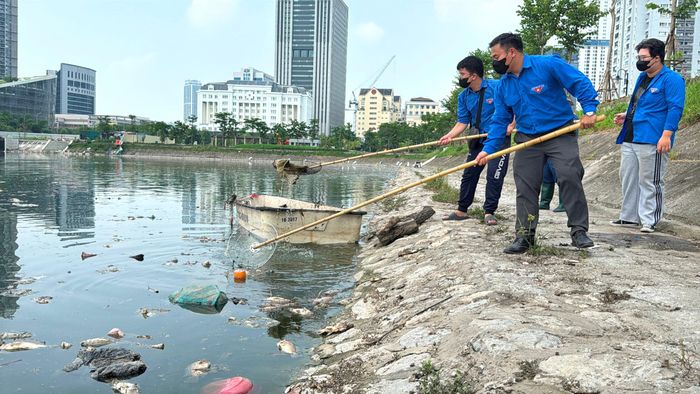 Đoàn viên thanh niên phường Cầu Giấy tích cực hỗ trợ các công nhân thoát nước dọn dẹp cá chết, rác thải tại khu vực mép hồ. Ảnh: Vân Nhi