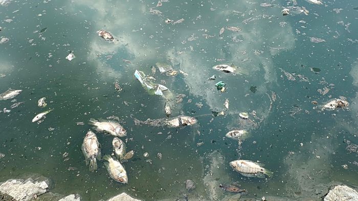 Cá chết chủ yếu là rô phi và chép. Ảnh: Vân Nhi