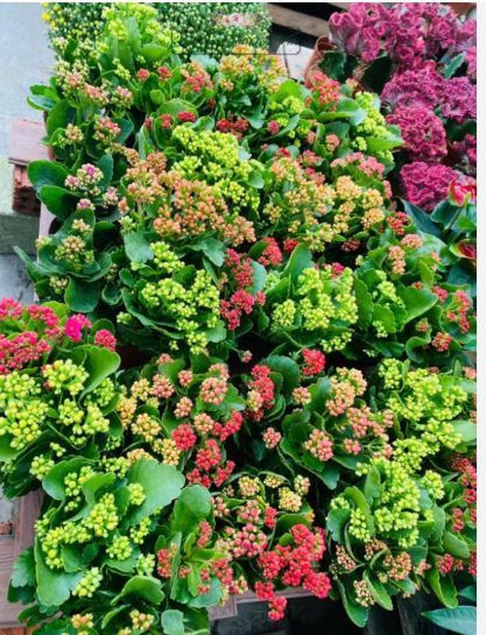 Ngay từ tên gọi, cây sống đời đã phần nào thể hiện sức sống mạnh mẽ của mình. Đây là loại cây có khả năng chịu nhiệt và chịu hạn khá tốt.