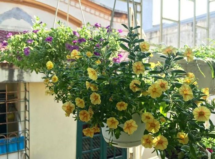 Nếu nhà bạn tiếp xúc và hấp thụ nhiệt trực tiếp trong những ngày hè, bạn có thể trồng một số loại cây dây leo ở bên ngoài để hạ nhiệt.