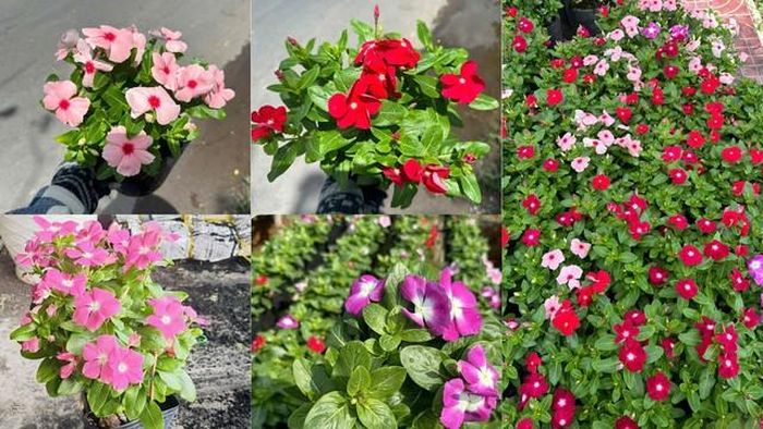 Dừa cạn cũng không yêu cầu chăm sóc phức tạp. Chỉ cần đất thoát nước tốt và lượng nước vừa phải, cây có thể duy trì trạng thái khỏe mạnh trong mùa hè.