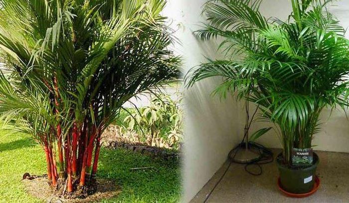 Những chậu cây cau, dừa cảnh đặt cạnh thường hỗ trợ nhau phát triển và giúp ngôi nhà bạn càng thêm tươi mát.