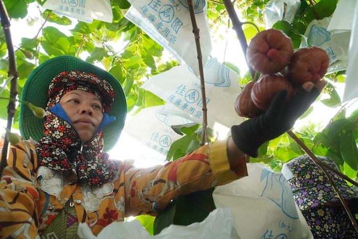 Công nhân tuyển chọn từng trái mận đạt tiêu chuẩn trước khi hái xuống nhằm bảo đảm chất lượng đồng đều khi xuất bán.