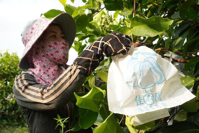 Để sản phẩm đạt chất lượng, trong giai đoạn chăm sóc, từng trái mận được bao giấy cẩn thận.