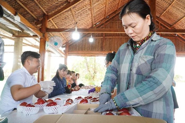 Sau khi thu hoạch, mận được đưa về để phân loại, vệ sinh và bọc túi xốp cẩn thận trước khi đóng gói.