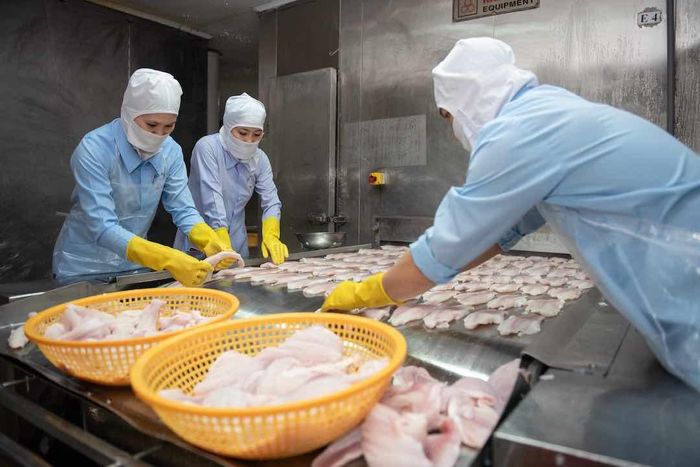 Một góc dây chuyền chế biến thủy sản tại một đơn vị thành viên thuộc PAN Group. Ảnh: Thắng Hoàng.
