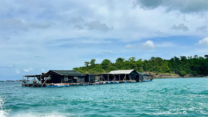  Những lồng bè là sinh kế của hàng trăm hộ dân 