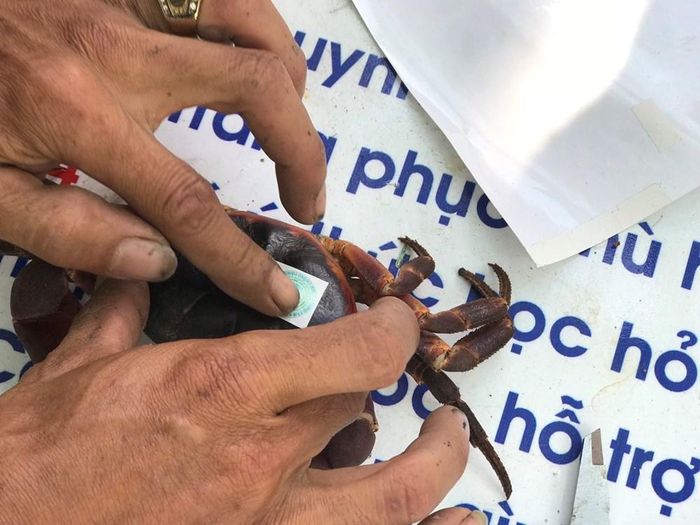 Chỉ khai thác cá thể cua đá có kích thước mai từ 7cm trở lên, trong thời gian từ ngày 1.3 đến 31.7 hằng năm, không được khai thác tại các phân khu bảo vệ nghiêm ngặt và phục hồi sinh thái