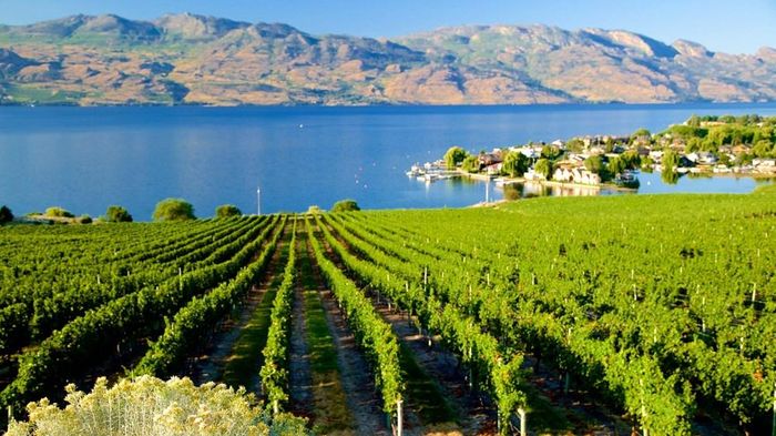 Kelowna của Canada với những vườn nho trải dài bên hồ Okanagan