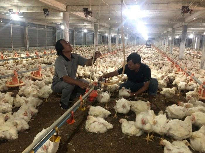 Hệ thống cho ăn, cấp nước và điều hòa nhiệt độ được vận hành hoàn toàn tự động.