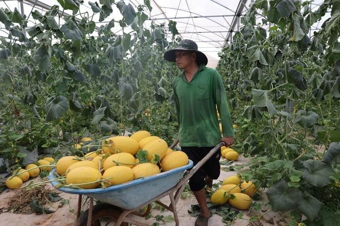 Hệ thống nhà màng và tưới tự động giúp nâng cao năng suất, chất lượng dưa lưới.