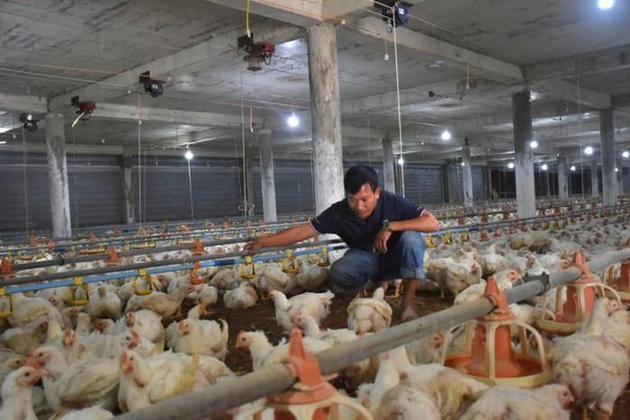 Trang trại gà lạnh khép kín giúp kiểm soát dịch bệnh và nâng cao hiệu quả chăn nuôi.