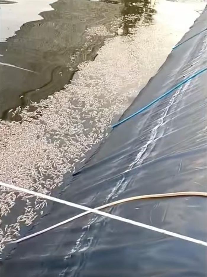 Tôm nuôi của ông Đoàn Mạnh Thanh (xã Phú Trạch, tỉnh Quảng Trị) chết hàng loạt, nổi dày đặc trên mặt hồ, nghi bị kẻ xấu đầu độc.