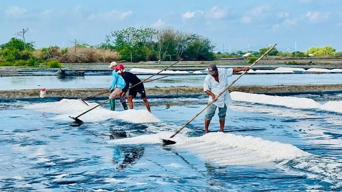 Diêm dân An Ngãi sản xuất muối trên nền ruộng trải bạt thay vì nền đất như trước đây.